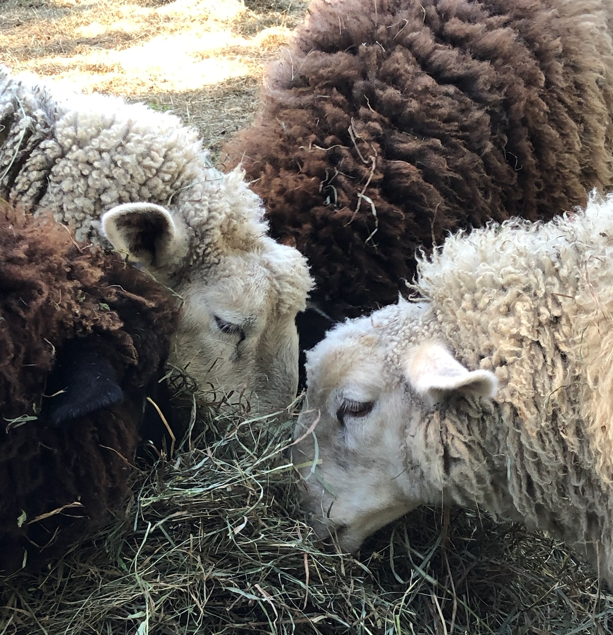 close-up of wool