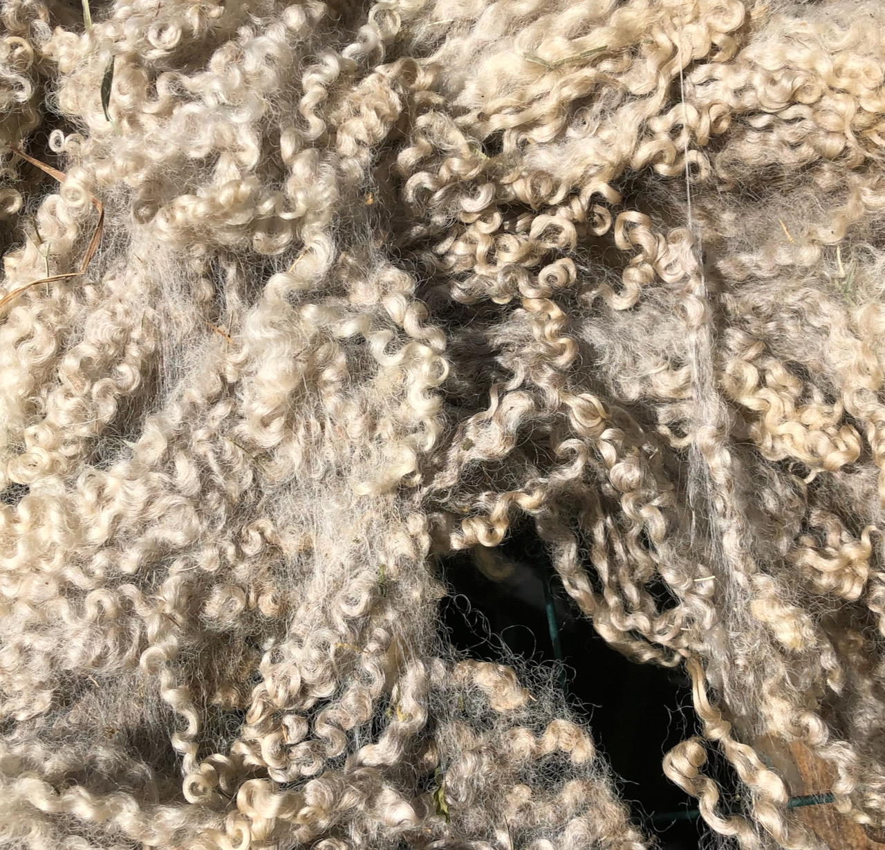 close-up of wool